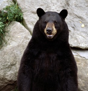 bear-grandfather-mtn-tim-floyd-779608