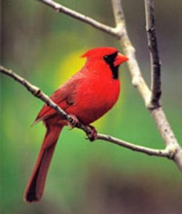 cardinal1