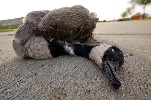 dead_goose