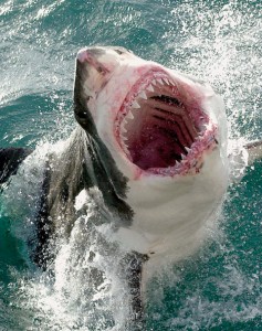 great-white-shark-1