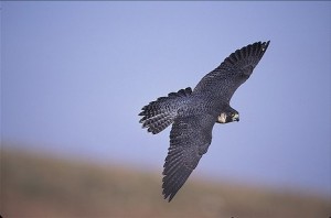 Peregrine Falcon