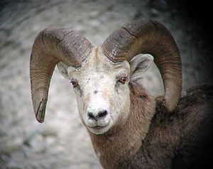 rocky-mtn-sheep-2